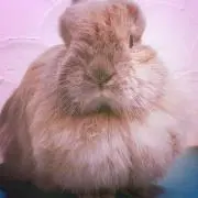 わんにゃん まとめ売り - メルカリ