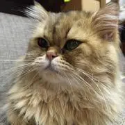 amber