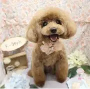 ちょこの画像