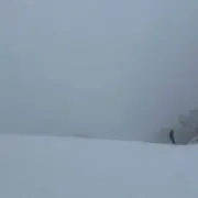 わさびの画像
