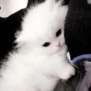 2yan♡の画像