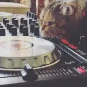 Yamanekoの画像