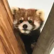 Ryuzの画像