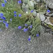 日野原の画像