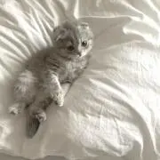 いちごの画像