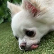 にわとりの画像