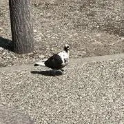 寝ぐせの画像