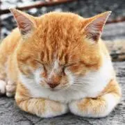 Luiseの画像