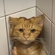 doutouの画像