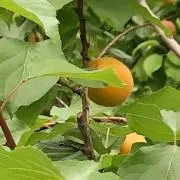 Apriccoの画像