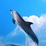 えびーぞーう