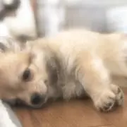 まなの画像