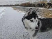 いさっぺの画像