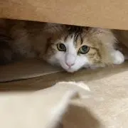 ちゃちゃの画像