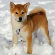 柴犬さんの画像