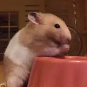 リューゴン