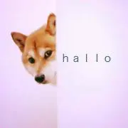 たらちゃんの画像
