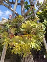 植物好き！