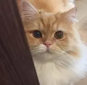 あき