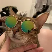 sgpの画像