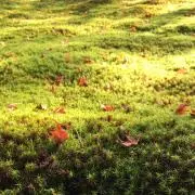 MONSTER OGRE V No.5 完品 - メルカリ