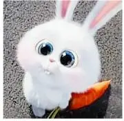 ゴンちゃんの画像