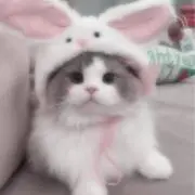 ゆりの画像