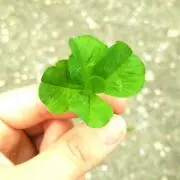 みーそちゃんの画像