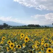なっちゃん