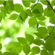 ✴︎智恵の森✴︎除菌中の画像