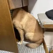 mugikunの画像