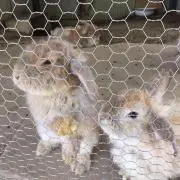 ふぅの画像
