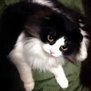 苺
