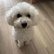 ゆーの画像