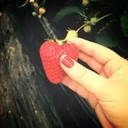 ちゃぴ☆の画像