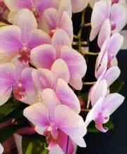 sakura.24の画像