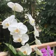 みーの画像
