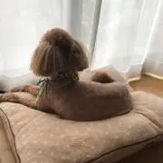Battucyo