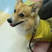 サマンサの画像