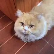 六一