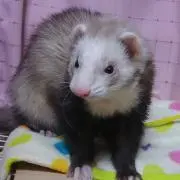 コイ