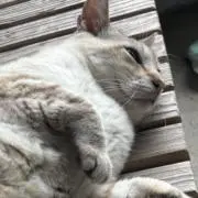 藍の画像