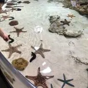NANAの画像