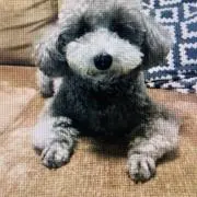 moko