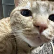 もふもふの画像