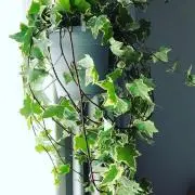 ssc