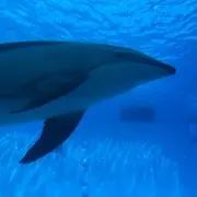 はらぺこの画像