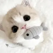 ♥ もえ ♥の画像