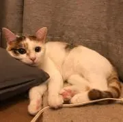 べっちの画像