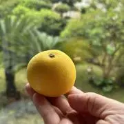 小夏の画像